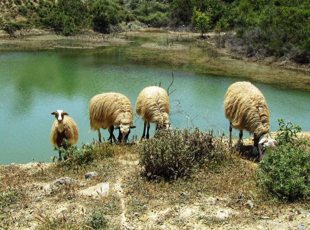 Kreta-får