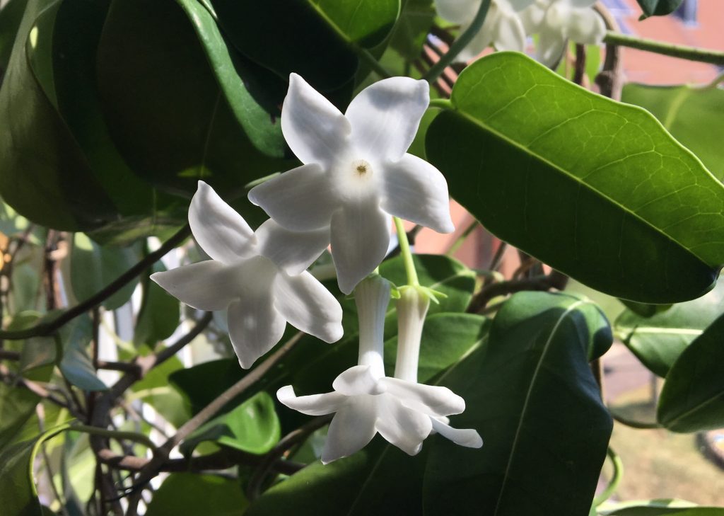 Blommande doftranka