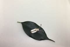 Agavebagge nr 3
